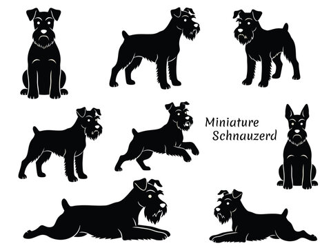 Miniature Schnauzer and Snowy Dog Silhouette Vector Set, Tintin Inspired Cartoon Dog Poses Collection, Classic Comic Style Terriers, Minimalist Black and White Illustrations with Transparent Backgroun