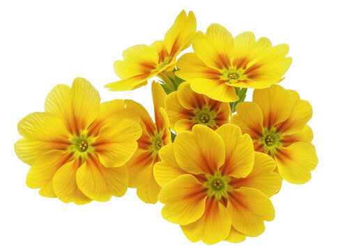 Isolated vibrant yellow primrose flowers bouquet blooming with orange centers, studio shot