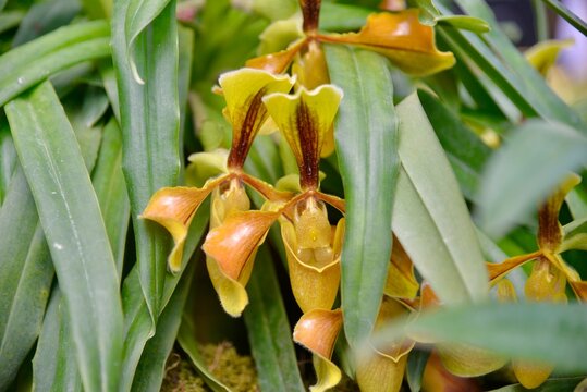 This horizontal macro photograph captures the exotic and intricate beauty of a Paphiopedilum orchid, commonly known as a Slipper Orchid