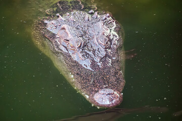 Naklejka premium crocodile's head swims out of the from river water. Big crocodile in Thailand - Image