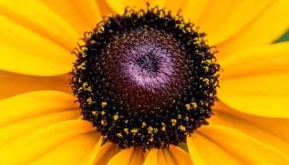 Obraz premium Close-up of a Sunflower Center with Yellow Petals.