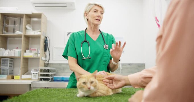 Talking, advice and vet with a pet and person for communication or consultation about health. Healthcare, discussion and a mature animal doctor speaking to an owner about results or cat surgery