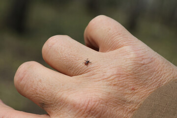 taiga encephalitis tick on a human arm © Artyom