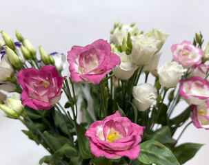 Obraz premium Pink and White Lisianthus Flowers