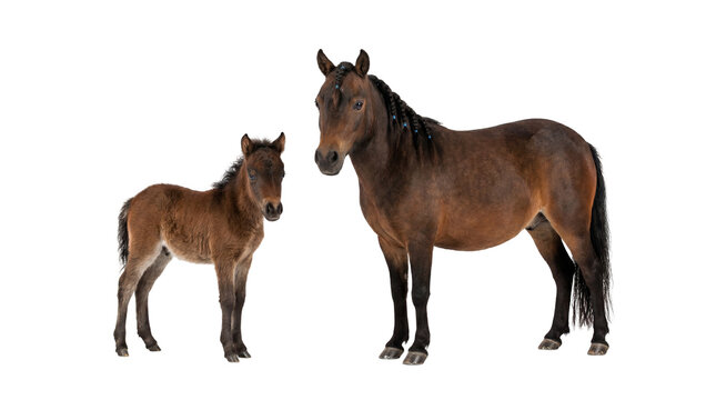 Brown adult mare and her young brown foal standing, isolated on transparent background for equine family