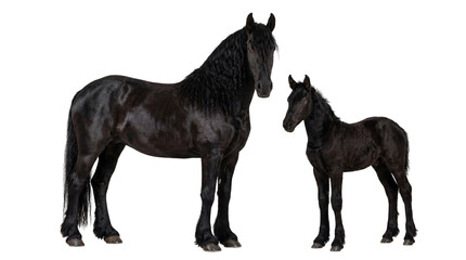 Fototapeta premium Stunning black Friesian horse with flowing mane standing beside its adorable young foal, isolated on transparent background