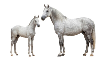 Obraz premium Dapple grey adult horse and white foal standing with flowing manes and tails, isolated on transparent background for design