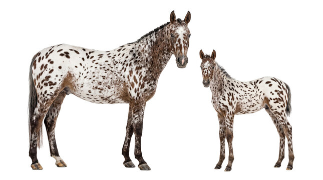 Spotted Appaloosa mare and foal displaying unique leopard complex patterns, isolated on transparent background