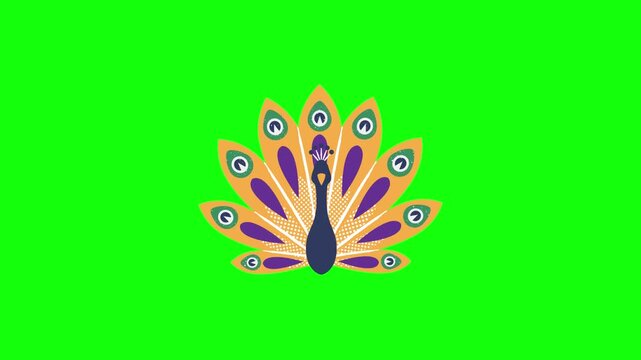 Animated 2D vector peacock with tail feathers fully spread, feathers shimmering and slightly vibrating, flat design, green screen background.