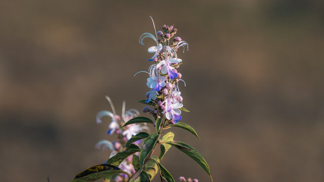 Purple Wildflower (Clerodendrum sp.) with Soft Bokeh Background