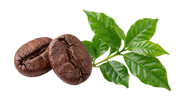 Deeply textured dark roasted coffee beans with a vibrant green coffee branch, isolated on transparent background for coffee concepts