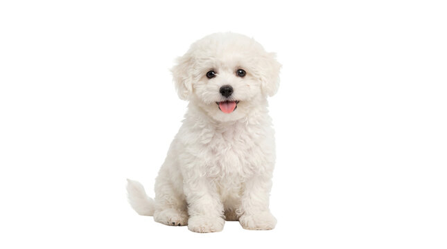 Fluffy white Bichon Frise puppy sitting happy expression, isolated on transparent background for pet designs