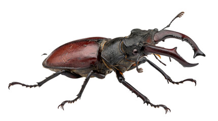 Obraz premium Robust dark brown stag beetle with prominent reddish mandibles, isolated on transparent background for study