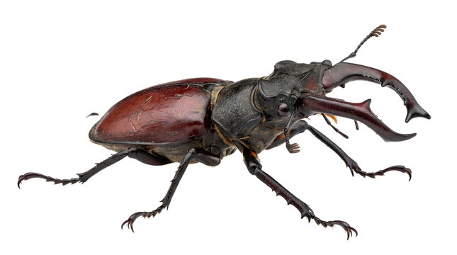 Robust dark brown stag beetle with prominent reddish mandibles, isolated on transparent background for study