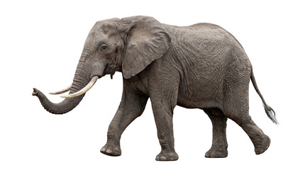 African elephant walking with long trunk and prominent white tusks, isolated on transparent background © Marie