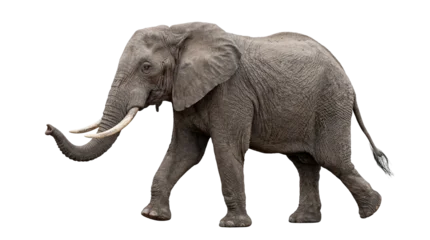 Fototapete Elefant African elephant walking with long trunk and prominent white tusks, isolated on transparent background  © Marie