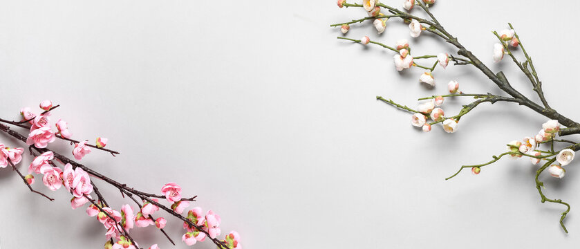 Beautiful blossoming branches on white background with space for text