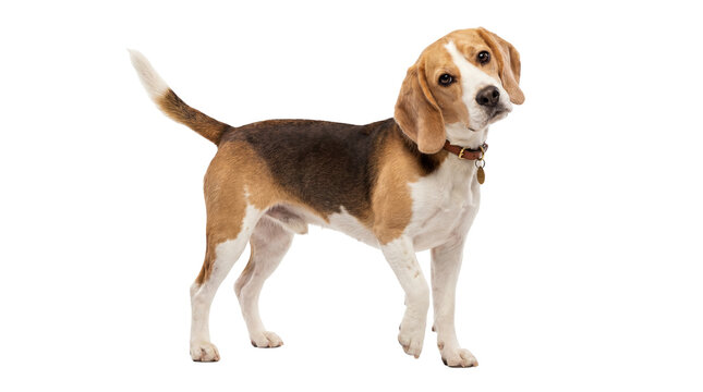 Tri-color Beagle dog with brown collar and tag standing with curious head tilt, isolated on transparent background