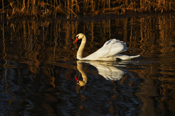 Łabędź niemy piękny ptak w naturalnym środowisku z lustrzanym odbiciem w wodzie © KoLesfot