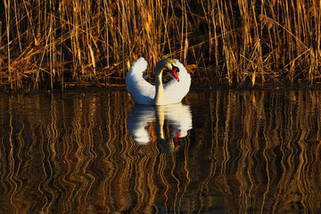Łabędź niemy piękny ptak w naturalnym środowisku z lustrzanym odbiciem w wodzie © KoLesfot
