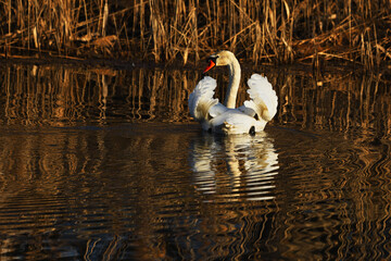 Łabędź niemy piękny ptak w naturalnym środowisku z lustrzanym odbiciem w wodzie © KoLesfot