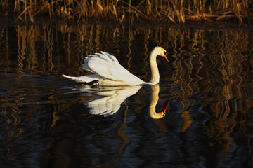 Łabędź niemy piękny ptak w naturalnym środowisku z lustrzanym odbiciem w wodzie © KoLesfot