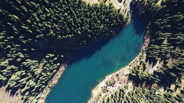 Abstract aerial Dutch tilt shot of the sunken forest in Kaindy lake, metaphor for shifting perspectives and resilience in a changing world.