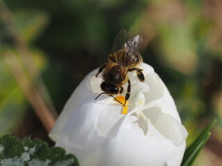 European Honey Bee (Apis mellifera) © Nature Observatory
