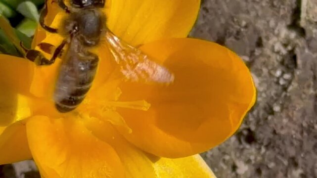 Honey bee collecting pollen on yellow crocus flower in spring garden macro video