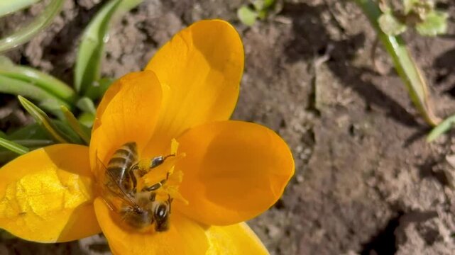 Honey bee collecting pollen on yellow crocus flower in spring garden macro video