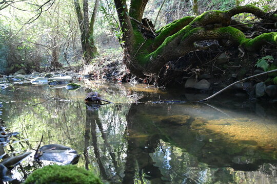 beautiful mountain stream in springtime