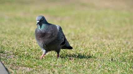 Fototapeta premium Gray pigeon struts across vibrant green grass in bright sunlight