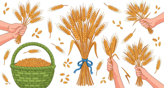 Hand-Drawn Wheat Bundles, Hands Holding Wheat, and Grain Basket for Harvest, Agriculture, and Farm Design Projects
