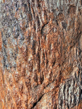 Lepidodendron wood of an ancient plant. fossilized plant. texture of a fossilized plant Lepidodendrales