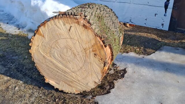 Rustic wooden stump section showing beautiful natural grain and rings. Large timber log rests outdoors during the spring thaw with patches of white snow and ice, representing forestry and raw nature