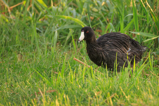 American Coot Walking Through Lakeside Grass Northern Colorado Wildlife