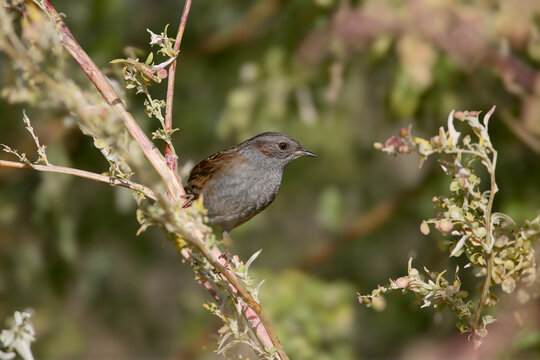 Adult Dunnock (Prunella modularis) perched on Orache (Atriplex) stems in the soft, warm light of the evening sun.