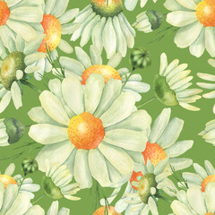 Seamless pattern of daisies green © Olena