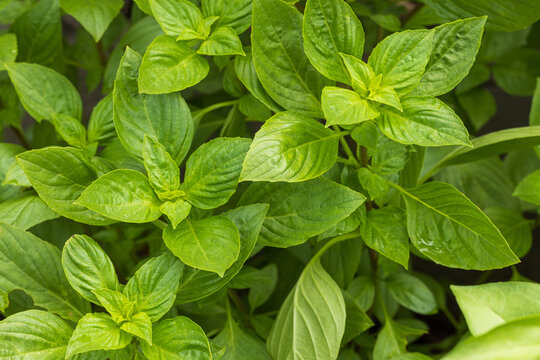 Fresh Green Thai Basil Leaves in Organic Garden,Top view of vibrant, fresh green Thai basil leaves growing in an organic garden. The image showcases the lush texture and natural details of the herb, 