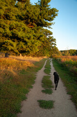 Obraz premium A lanky black dog walks along a dirt trail beside a forest and meadow at sunset in the summer.