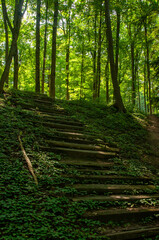 Fototapeta premium Old wooden steps lead down a green forest slope covered in ivy and dappled with sunlight filtering through tall trees. Evoking hiking, calm nature and exploration.