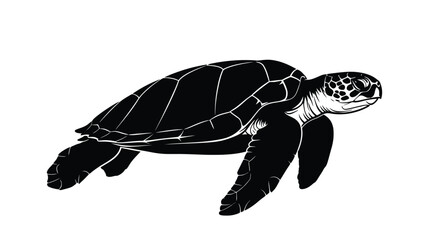 Obraz premium turtle on a white background