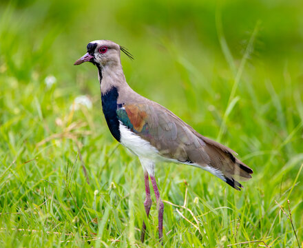 La Sabana park in San Jose, Cost Rica