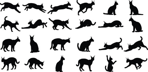 Collection of various cat silhouette poses and actions © MD
