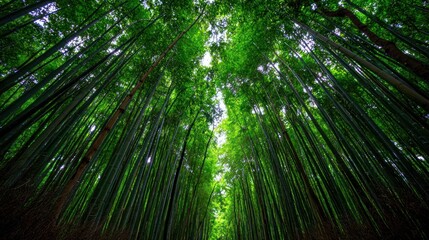 Fototapeta premium Towering bamboo forest canopy view with vibrant green foliage and sunlight