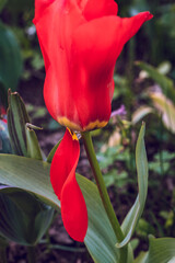Primissimo piano di un tulipano rosso con petalo cadente in un giardino di primavera  © chiara75