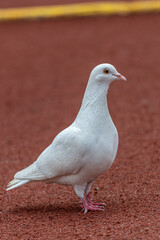 Pure white pigeon standing gracefully on red textured ground, head turned right showing orange eye and pink beak. Clean profile portrait of a domestic dove against blurred warm background. © wilson