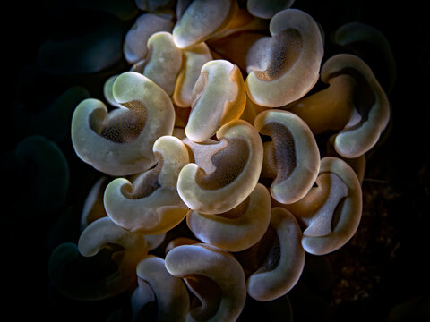 Hammer Coral - Euphyllia ancora - Hammerkoralle (Bukettkoralle)