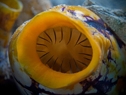 Golden Sea Squirt - Polycarpa aurata - Gold-Seescheide