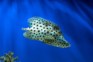 Cromileptes altivelis Spotted fish swims through clear blue water in an aquarium during daytime hours with light streaming in from above © ir1ska